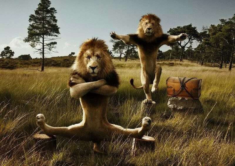Прикольные картинки про львов 1