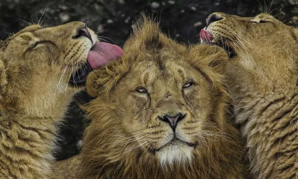Прикольные картинки про львов 10