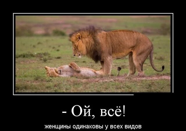 Прикольные картинки про львов 14