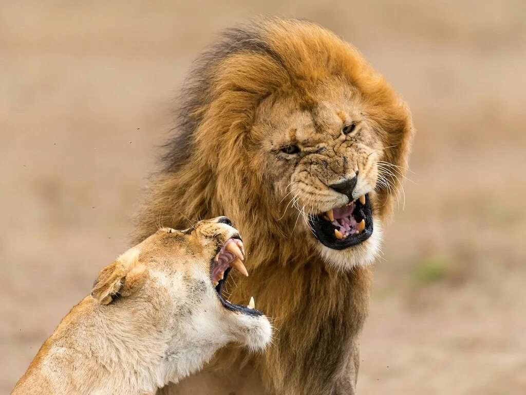 Прикольные картинки про львов 18