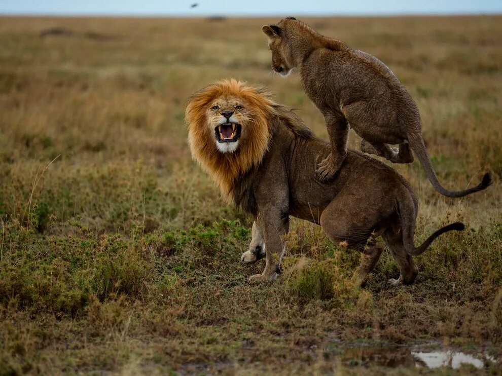 Прикольные картинки про львов 23