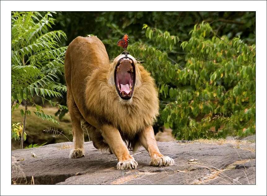 Прикольные картинки про львов 5