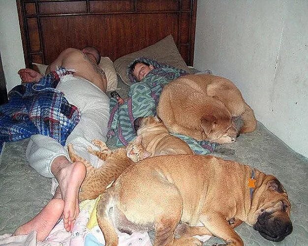 Прикольные картинки спящих людей и животных 15