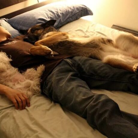 Прикольные картинки спящих людей и животных 9