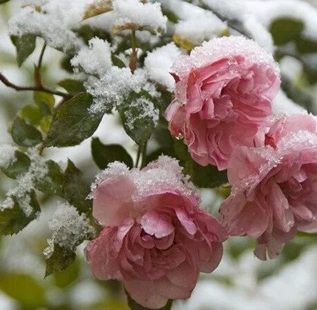 Скачать красивые открытки с розами на утро зимы 2024 9